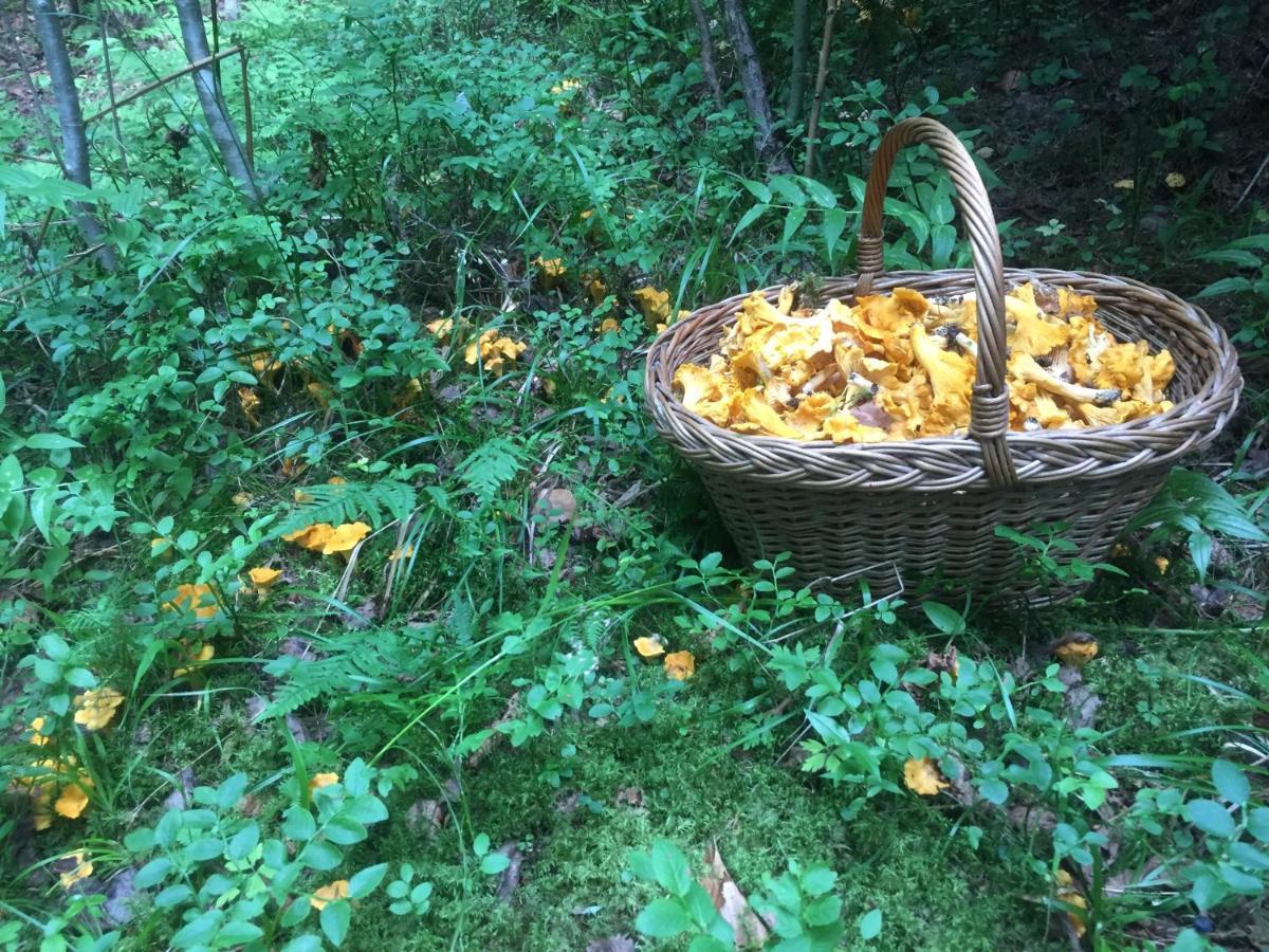 Pensiunea Agroturistica Casa Colinita Vatra Moldoviţei Εξωτερικό φωτογραφία