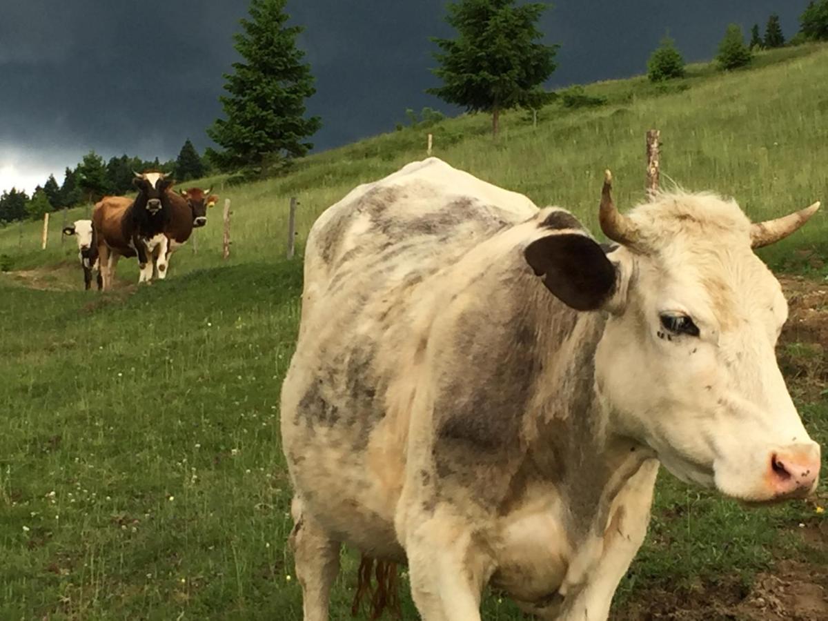 Pensiunea Agroturistica Casa Colinita Vatra Moldoviţei Εξωτερικό φωτογραφία