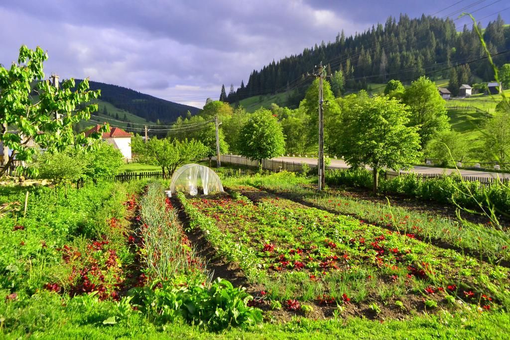 Pensiunea Agroturistica Casa Colinita Vatra Moldoviţei Εξωτερικό φωτογραφία